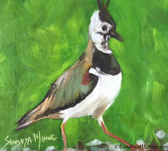 The Northern Lapwing