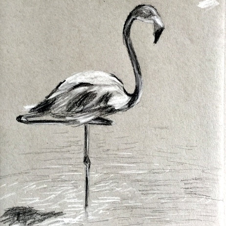 Flamingo