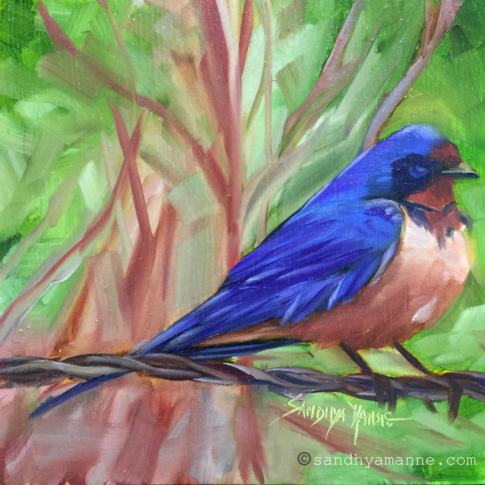 The Barn Swallow