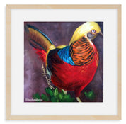 The Golden Pheasant