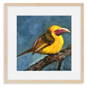 The Aracari Banana